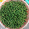 Hạt tiêu xanh chất lượng cao nhà trồng